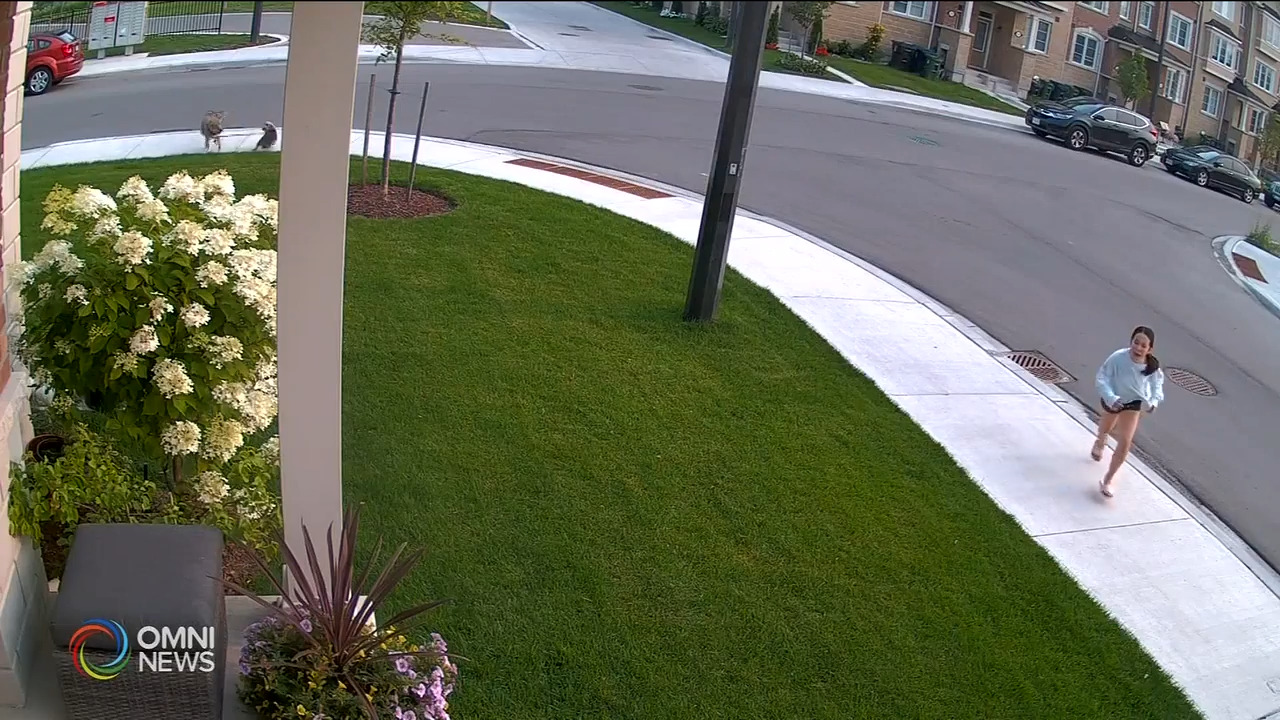 士嘉堡小女孩遛狗遭郊狼袭击－ Jul 21, 2021