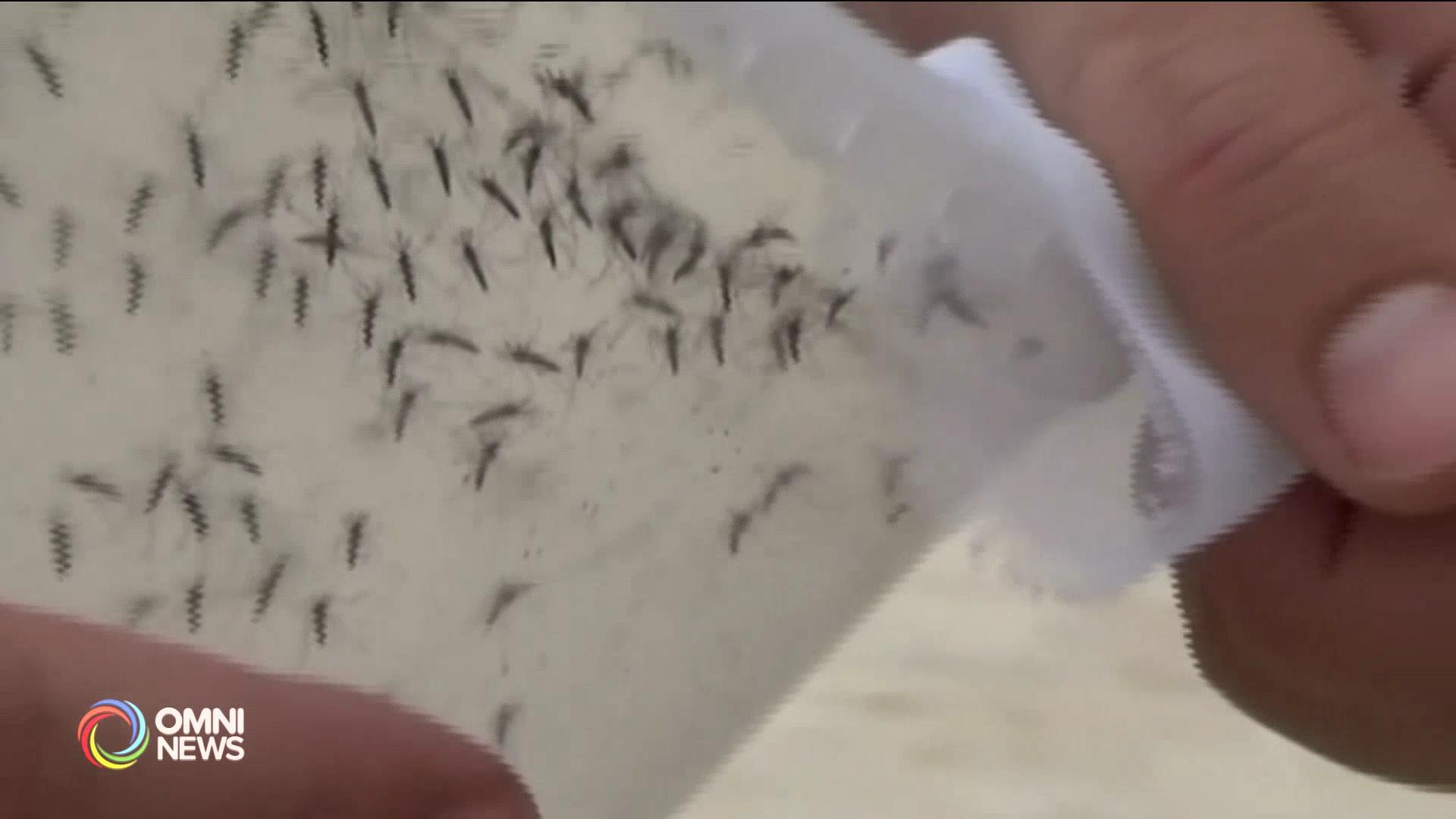 萬錦市蚊子隻被驗出有西尼羅病毒