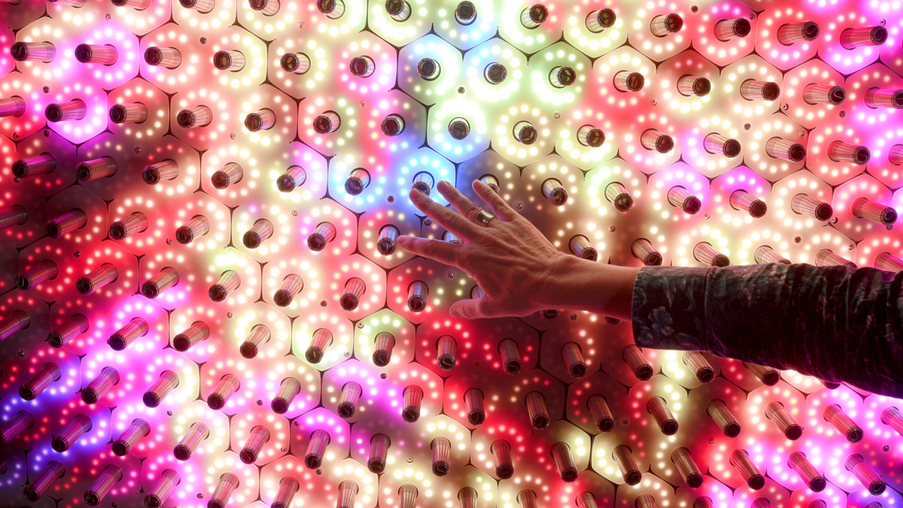 Quantum Jungle | Exploratorium Museum Exhibit