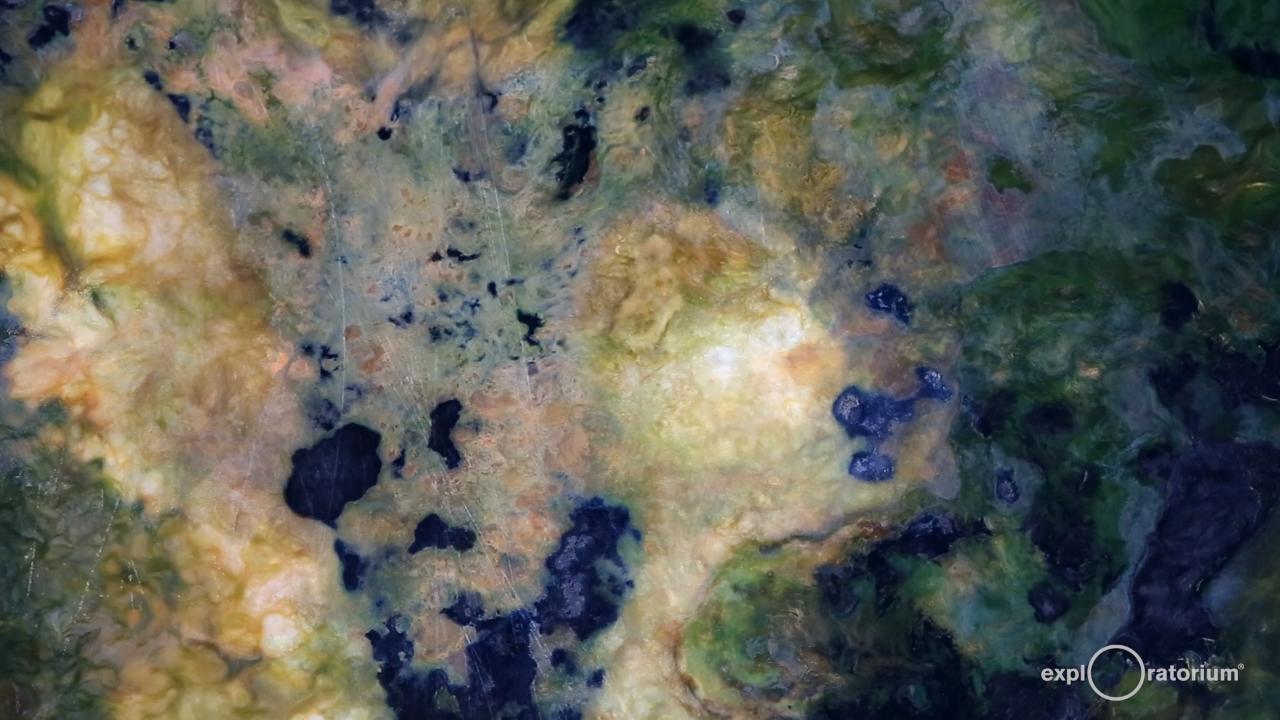 Bacteriopolis | Exploratorium Museum Exhibit